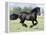 Black Friesian Gelding Running in Field, Longmont, Colorado, USA-Carol Walker-Framed Premier Image Canvas