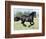 Black Friesian Gelding Running in Field, Longmont, Colorado, USA-Carol Walker-Framed Premium Photographic Print