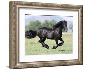 Black Friesian Gelding Running in Field, Longmont, Colorado, USA-Carol Walker-Framed Photographic Print