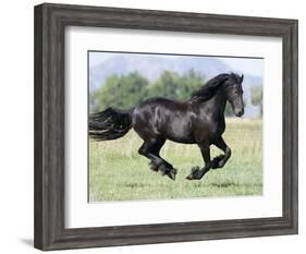 Black Friesian Gelding Running in Field, Longmont, Colorado, USA-Carol Walker-Framed Photographic Print