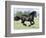 Black Friesian Gelding Running in Field, Longmont, Colorado, USA-Carol Walker-Framed Photographic Print