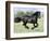 Black Friesian Gelding Running in Field, Longmont, Colorado, USA-Carol Walker-Framed Photographic Print