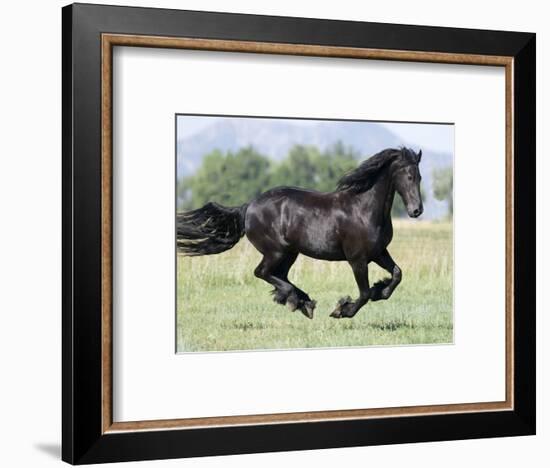 Black Friesian Gelding Running in Field, Longmont, Colorado, USA-Carol Walker-Framed Photographic Print
