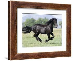 Black Friesian Gelding Running in Field, Longmont, Colorado, USA-Carol Walker-Framed Photographic Print
