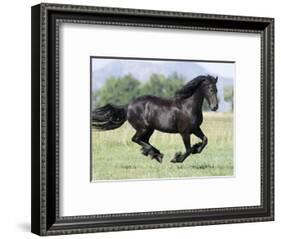 Black Friesian Gelding Running in Field, Longmont, Colorado, USA-Carol Walker-Framed Photographic Print