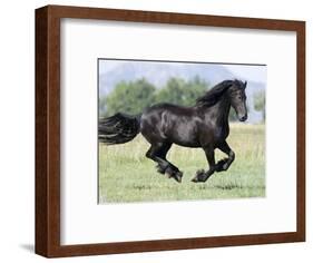 Black Friesian Gelding Running in Field, Longmont, Colorado, USA-Carol Walker-Framed Photographic Print