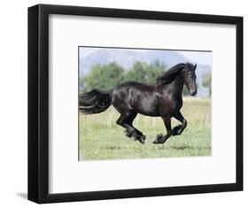 Black Friesian Gelding Running in Field, Longmont, Colorado, USA-Carol Walker-Framed Photographic Print