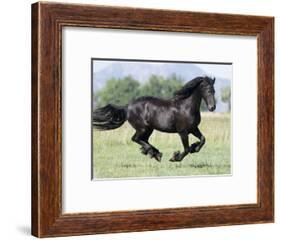 Black Friesian Gelding Running in Field, Longmont, Colorado, USA-Carol Walker-Framed Photographic Print