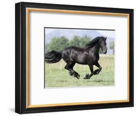 Black Friesian Gelding Running in Field, Longmont, Colorado, USA-Carol Walker-Framed Photographic Print