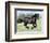 Black Friesian Gelding Running in Field, Longmont, Colorado, USA-Carol Walker-Framed Photographic Print