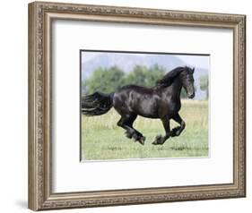 Black Friesian Gelding Running in Field, Longmont, Colorado, USA-Carol Walker-Framed Photographic Print