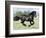 Black Friesian Gelding Running in Field, Longmont, Colorado, USA-Carol Walker-Framed Photographic Print