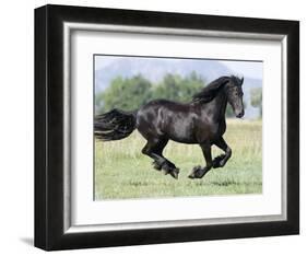 Black Friesian Gelding Running in Field, Longmont, Colorado, USA-Carol Walker-Framed Photographic Print