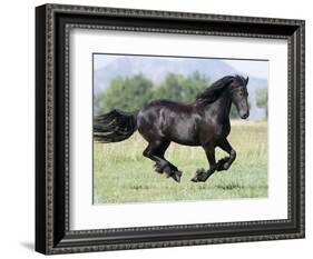 Black Friesian Gelding Running in Field, Longmont, Colorado, USA-Carol Walker-Framed Photographic Print
