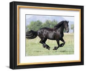 Black Friesian Gelding Running in Field, Longmont, Colorado, USA-Carol Walker-Framed Photographic Print