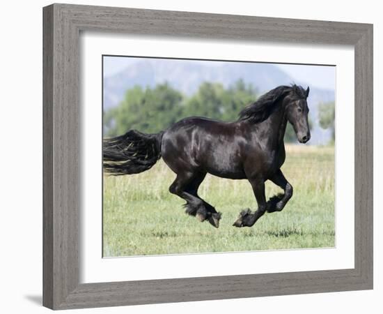 Black Friesian Gelding Running in Field, Longmont, Colorado, USA-Carol Walker-Framed Photographic Print