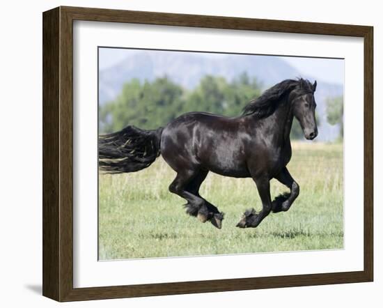 Black Friesian Gelding Running in Field, Longmont, Colorado, USA-Carol Walker-Framed Photographic Print