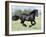 Black Friesian Gelding Running in Field, Longmont, Colorado, USA-Carol Walker-Framed Photographic Print