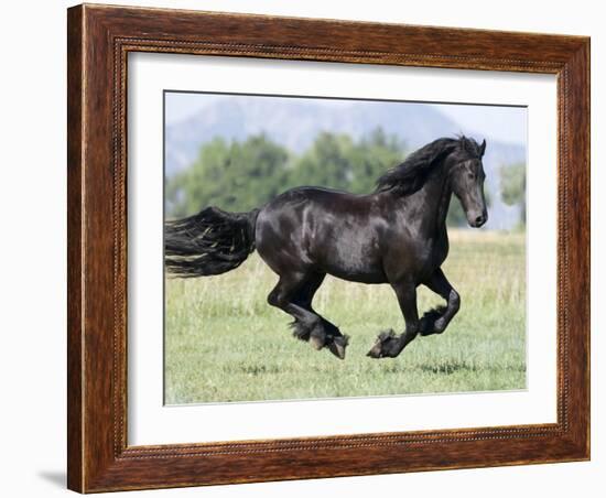 Black Friesian Gelding Running in Field, Longmont, Colorado, USA-Carol Walker-Framed Photographic Print