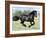 Black Friesian Gelding Running in Field, Longmont, Colorado, USA-Carol Walker-Framed Photographic Print