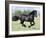 Black Friesian Gelding Running in Field, Longmont, Colorado, USA-Carol Walker-Framed Photographic Print