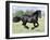 Black Friesian Gelding Running in Field, Longmont, Colorado, USA-Carol Walker-Framed Photographic Print