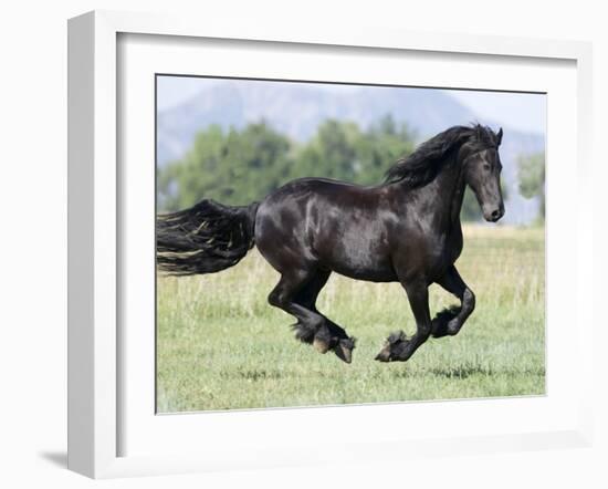 Black Friesian Gelding Running in Field, Longmont, Colorado, USA-Carol Walker-Framed Photographic Print