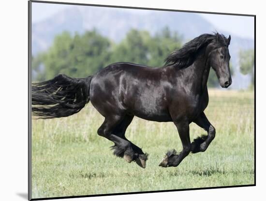 Black Friesian Gelding Running in Field, Longmont, Colorado, USA-Carol Walker-Mounted Photographic Print