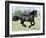 Black Friesian Gelding Running in Field, Longmont, Colorado, USA-Carol Walker-Framed Photographic Print