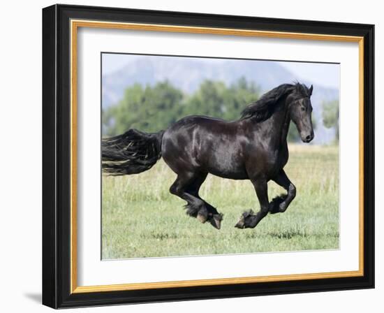 Black Friesian Gelding Running in Field, Longmont, Colorado, USA-Carol Walker-Framed Photographic Print