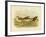 Black-Fronted Dotterel, 1891-Gracius Broinowski-Framed Giclee Print