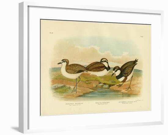 Black-Fronted Dotterel, 1891-Gracius Broinowski-Framed Giclee Print