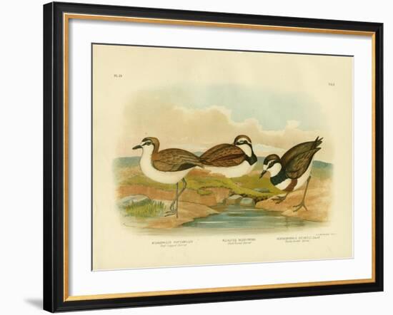 Black-Fronted Dotterel, 1891-Gracius Broinowski-Framed Giclee Print