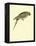 Black-Fronted Parakeet, Cyanoramphus Zealandicus-Sydney Parkinson-Framed Premier Image Canvas