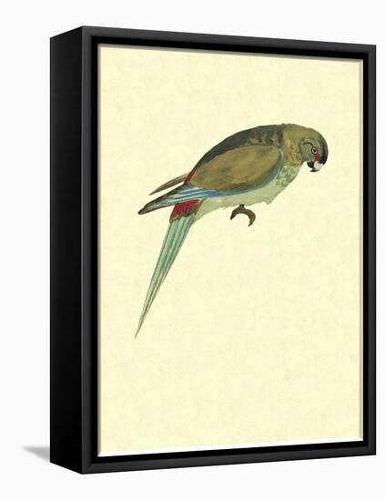Black-Fronted Parakeet, Cyanoramphus Zealandicus-Sydney Parkinson-Framed Premier Image Canvas