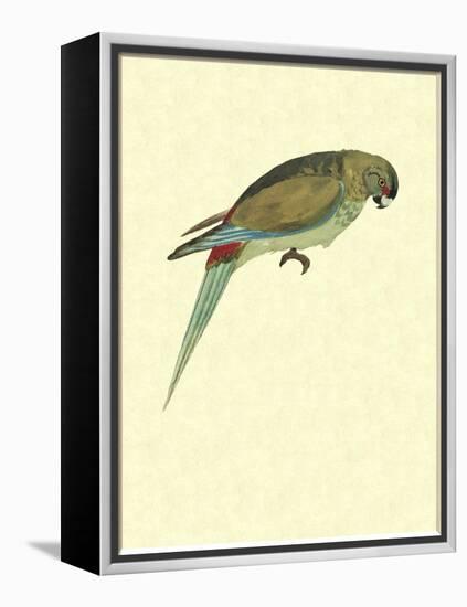 Black-Fronted Parakeet, Cyanoramphus Zealandicus-Sydney Parkinson-Framed Premier Image Canvas