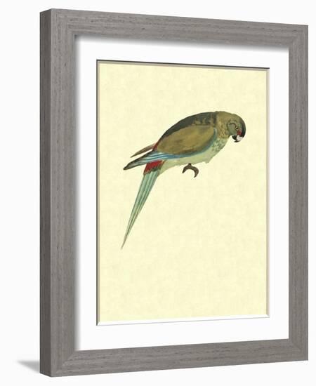 Black-Fronted Parakeet, Cyanoramphus Zealandicus-Sydney Parkinson-Framed Giclee Print