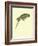 Black-Fronted Parakeet, Cyanoramphus Zealandicus-Sydney Parkinson-Framed Giclee Print