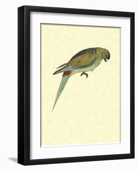 Black-Fronted Parakeet, Cyanoramphus Zealandicus-Sydney Parkinson-Framed Giclee Print