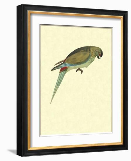 Black-Fronted Parakeet, Cyanoramphus Zealandicus-Sydney Parkinson-Framed Giclee Print