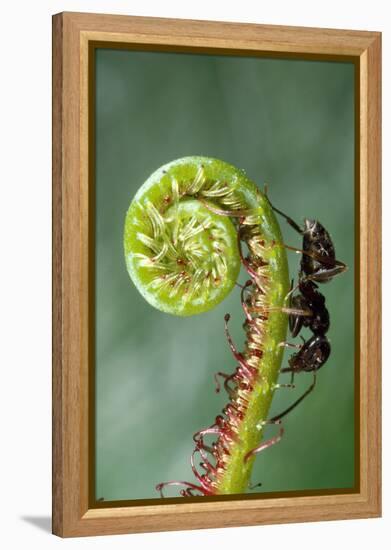 Black Garden Ant on Sundew Curl-null-Framed Premier Image Canvas