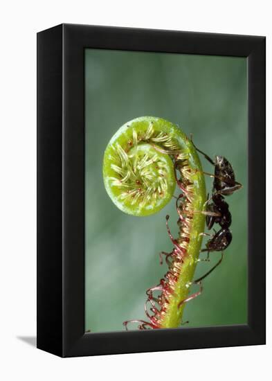 Black Garden Ant on Sundew Curl-null-Framed Premier Image Canvas