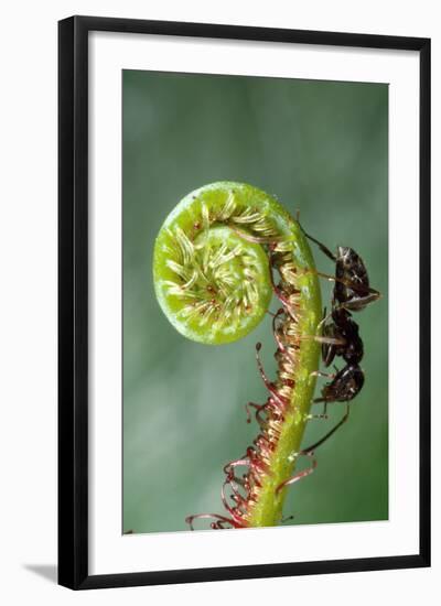 Photographic Print, , large
