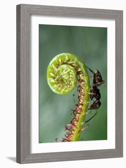 Black Garden Ant on Sundew Curl-null-Framed Photographic Print