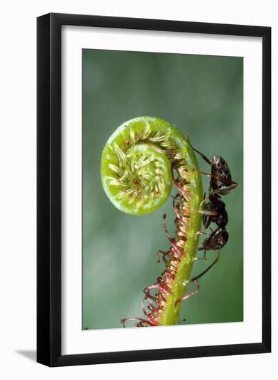 Black Garden Ant on Sundew Curl-null-Framed Photographic Print