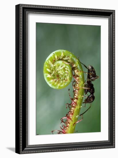 Black Garden Ant on Sundew Curl-null-Framed Photographic Print