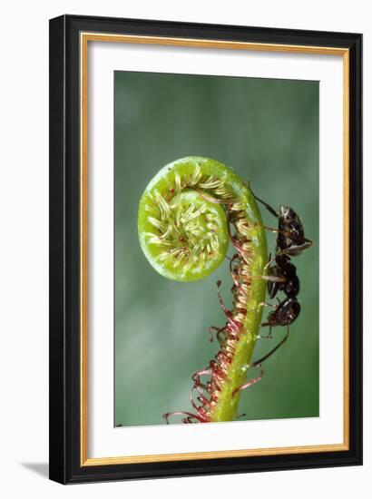 Black Garden Ant on Sundew Curl-null-Framed Photographic Print