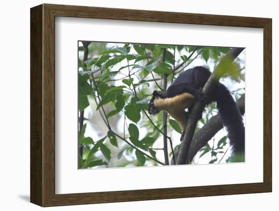 Black Giant Squirrel (Ratufa Bicolor) Gaoligong Mountain National Nature Reserve-Dong Lei-Framed Photographic Print