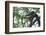 Black Giant Squirrel (Ratufa Bicolor) Gaoligong Mountain National Nature Reserve-Dong Lei-Framed Photographic Print