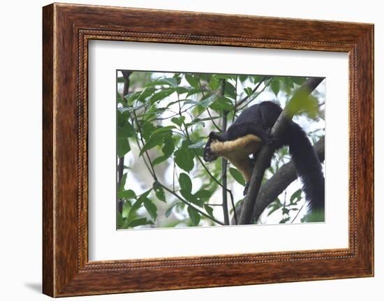 Black Giant Squirrel (Ratufa Bicolor) Gaoligong Mountain National Nature Reserve-Dong Lei-Framed Photographic Print